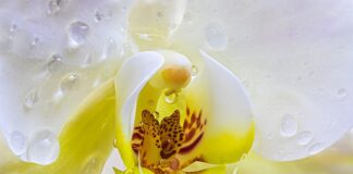 Czy Orchidea oczyszcza powietrze?