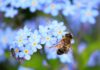 Jak daleko leci pszczoła od ula?