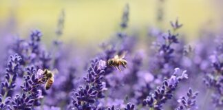 Dlaczego pszczoły opuszczają ule?