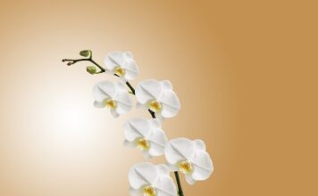 Jak dbać o storczyki zima?