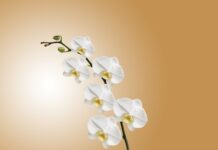 Dlaczego kwiaty storczyka szybko więdną?