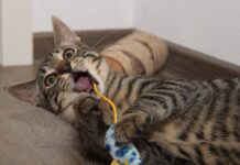 Jak wybrać idealną zabawkę z kocimiętką dla twojego kota